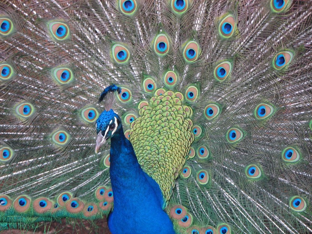 Listing cover image